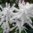/album/galerie-de-photos-plantes-bouquet-coupe/astilbe-de-chine-blanche-jpg2/